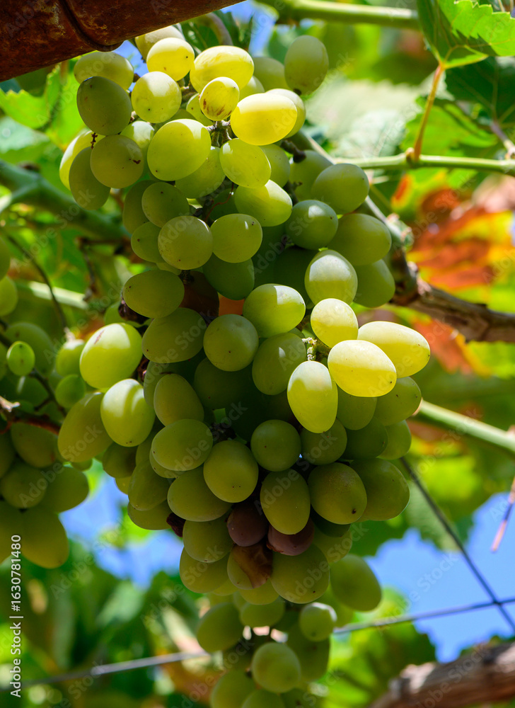 Sun-Kissed Grape Cluster Hanging from Vine in Cyprus Sun-Kissed Grape Cluster Hanging from Vine in Cyprus