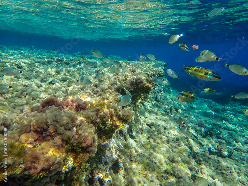Wallpaper Mural Dark blue ocean surface seen from underwater. Abstract waves underwater and rays of sunlight shining through, Sun light rays undersea deep, Underwater background with sea bottom, Mediterranean sea. Torontodigital.ca