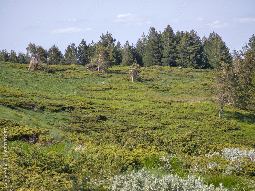 Obraz premium Panorama of Vitosha Mountain, Bulgaria