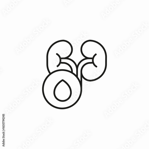 kidney hydration water icon sign vector