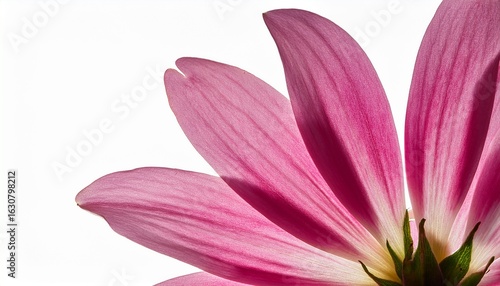 detailed close up view of a flower petal isolated on tranparent background