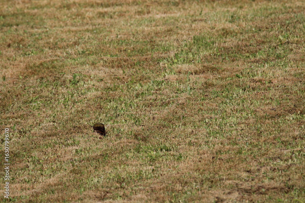 Fototapeta premium European Green Woodpecker foraging for food (ants) (Picus viridis) Picidae family. Czech republic