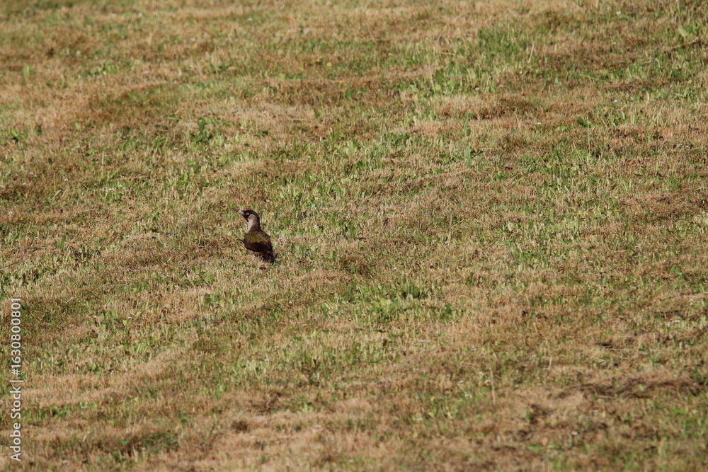 European Green Woodpecker foraging for food (ants) (Picus viridis) Picidae family. Czech republic European Green Woodpecker foraging for food (ants) (Picus viridis) Picidae family. Czech republic