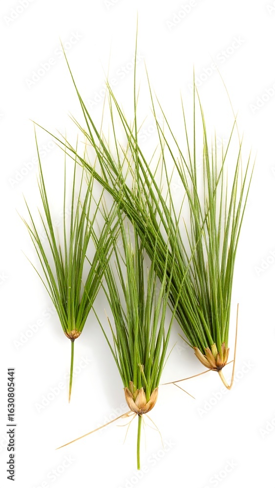 Fototapeta premium Fresh green grass sprigs