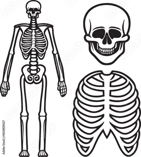Human Skeleton Anatomy Illustration
