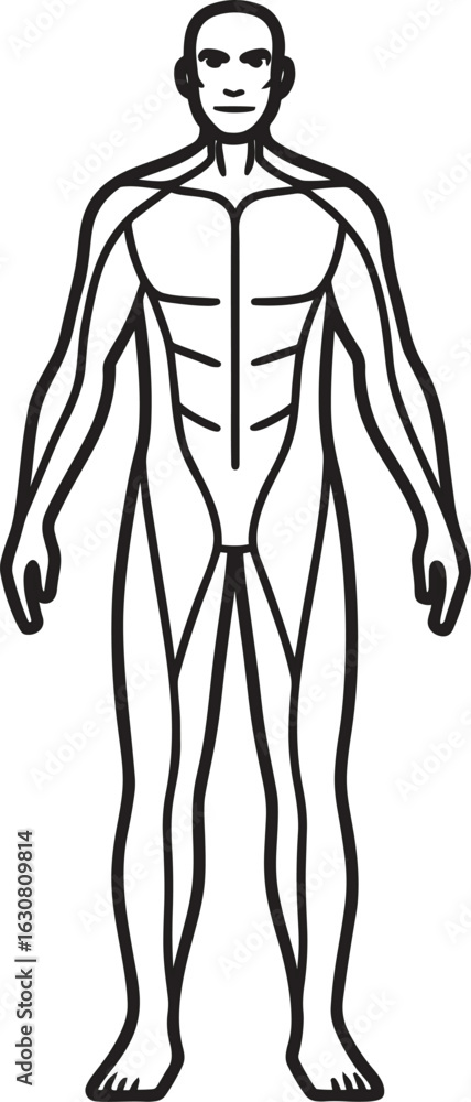 Fototapeta premium Human Anatomy Outline in Black and White