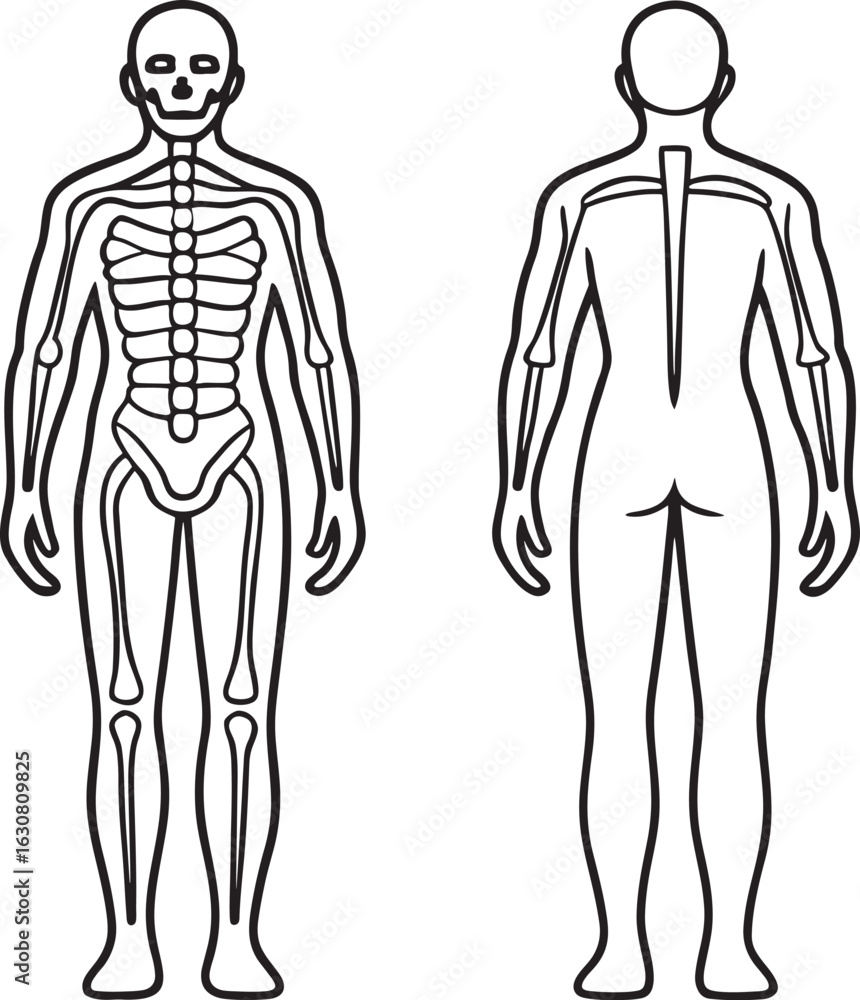 Fototapeta premium Human Anatomy Skeleton Diagram - Front and Back