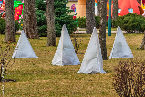 Bushes covered with agrofibre in the city park. Preparing the garden for winter. Protecting the bush with agrofabric
