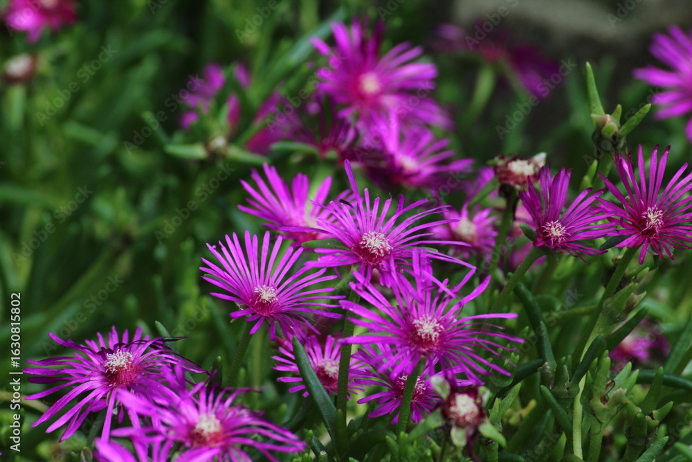 Hardy ice plant (Delosperma cooperi) Beautiful pink floral background Hardy ice plant (Delosperma cooperi) Beautiful pink floral background