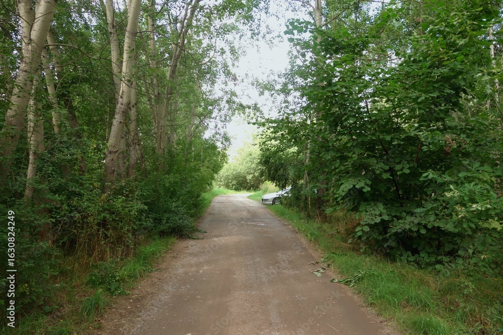 Naklejka premium Hardened in forest with the ground road.