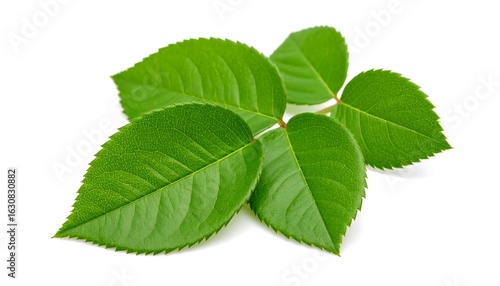 Close-up of vibrant green rose leaves