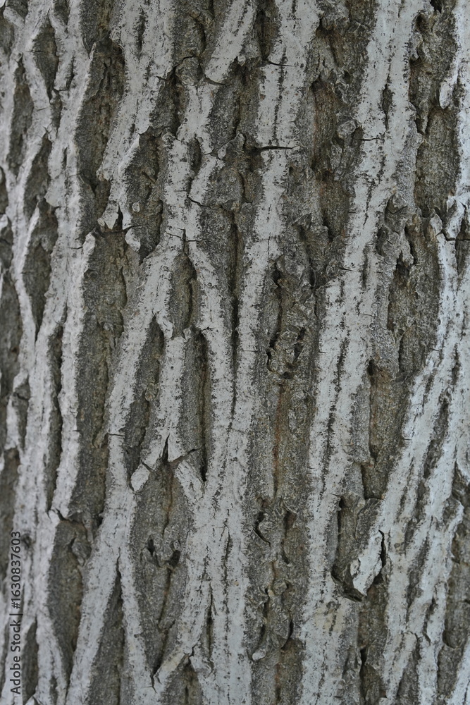 Obraz premium Tree Bark with Vertical Ridge Texture