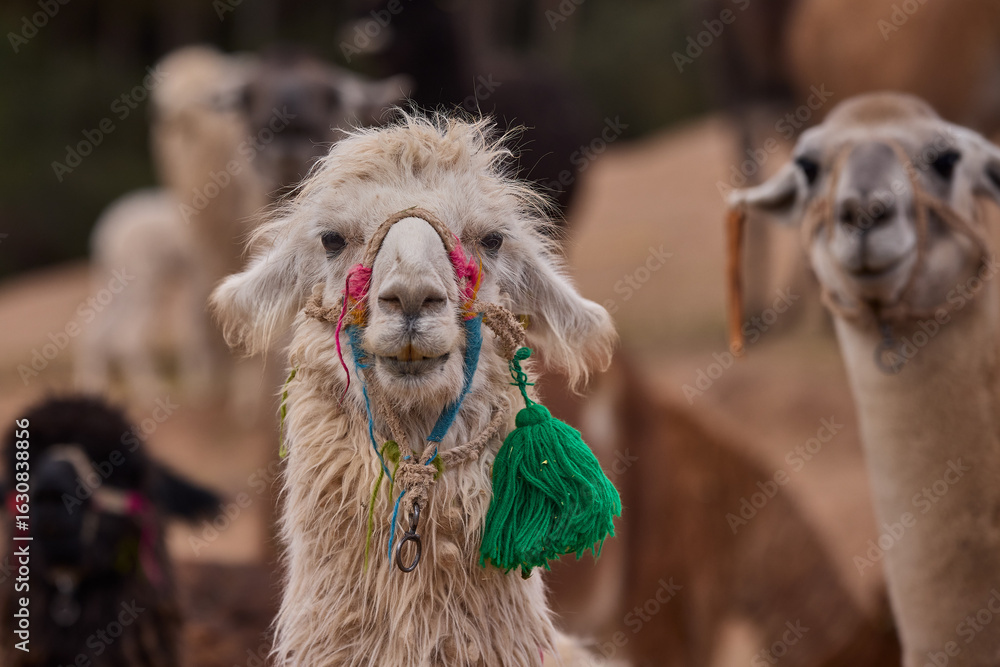 Obraz premium Llamas are domesticated animals that have been used by Andean cultures for centuries as pack animals and for their wool. They belong to the camelid family. Cusco Peru