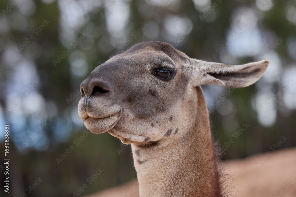 Obraz premium Llamas are domesticated animals that have been used by Andean cultures for centuries as pack animals and for their wool. They belong to the camelid family. Cusco Peru