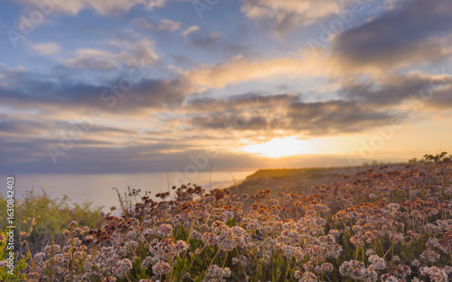 Sunset Behind Fluffy Flowers