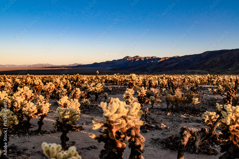 Fototapeta premium Tons of Cholla Cactus on Desert Floor in Joshua Tree National Park in California