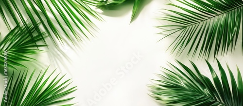 Tropical Palm Leaves Lush Green Fronds on White Backdrop for Summer Design
