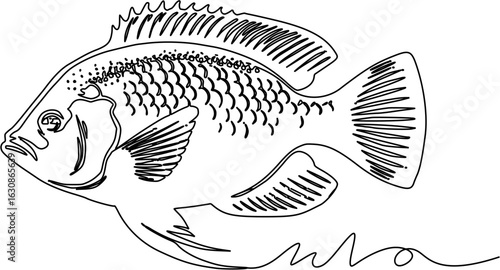 background ilustration tilapia fish
