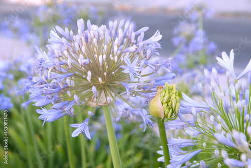 Agapanthus africanus, or the African lily, is a flowering plant from the genus Agapanthus, blooming plants with lilac white flowers