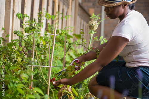 African American Woman is Harvesting Ripe Tomatoes From Her Backyard Garden
