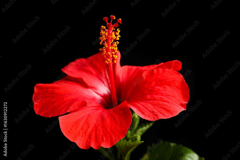 Beautiful red hibiscus flower on black background, closeup Beautiful red hibiscus flower on black background, closeup