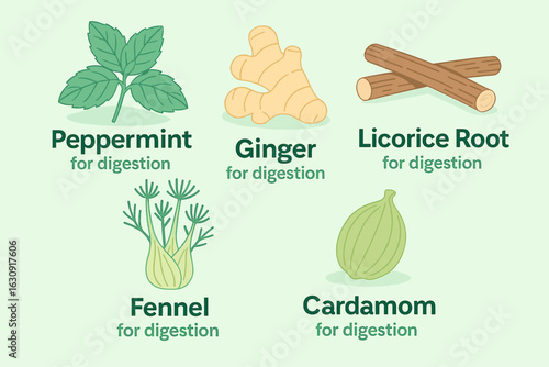 Flat design illustration of peppermint, ginger, fennel, licorice root, and cardamom herbs with labels for digestion benefits, ideal for health, wellness, and herbal medicine concepts