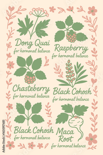 Botanical infographic of hormone-balancing herbs—Dong Quai, Raspberry, Chasteberry, Black Cohosh, and Maca Root—illustrated in a decorative