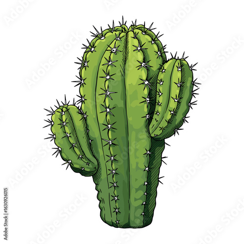 Green saguaro cactus with spines. Vector illustration