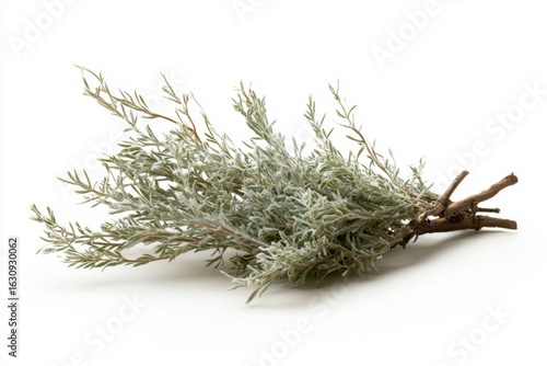 Dry desert sagebrush plant with tangled pale green leaves and woody stems, showcasing its unique texture and natural beauty. This herb is often associated with arid landscapes and has various uses