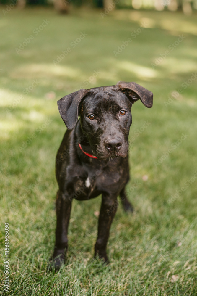 custom made wallpaper toronto digitalBlack puppy dog in the park outside
