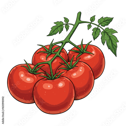 Fresh red tomatoes on the vine with green leaves and stems. Vector illustration
