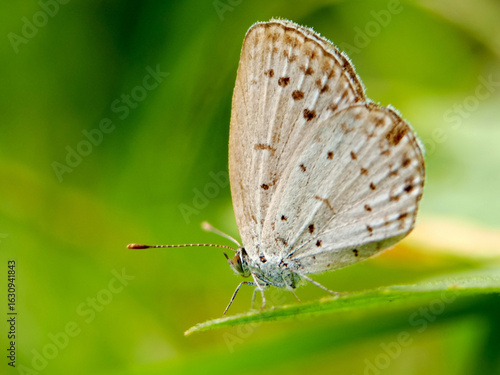 Wallpaper Mural Butterfly resting on green leaf. Torontodigital.ca