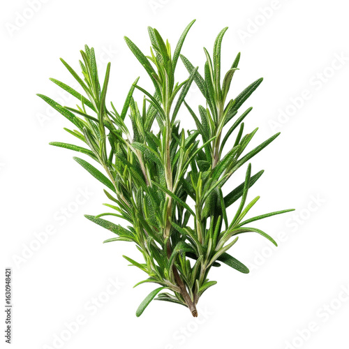 Fresh Rosemary Herb Isolated on White Background for Culinary Use