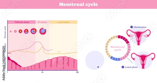 Menstrual Cycle Diagram. Moving banner with medical infographics showing stages of menstrual cycle of female reproductive system. Follicular and luteal phases. Flat graphic animated cartoon