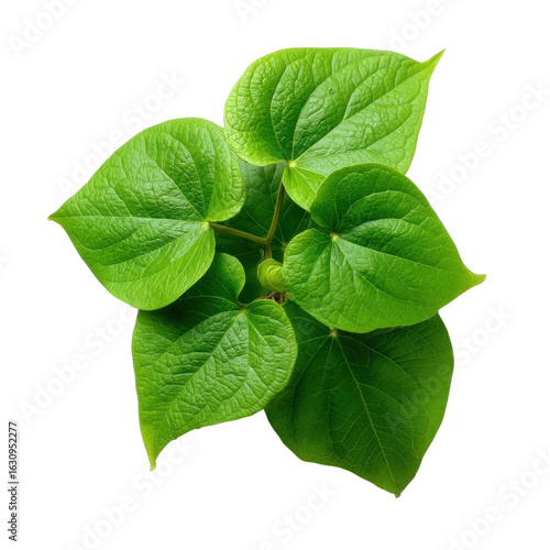 Fresh Green Betel Leaf Layout on White Background for Culinary Use