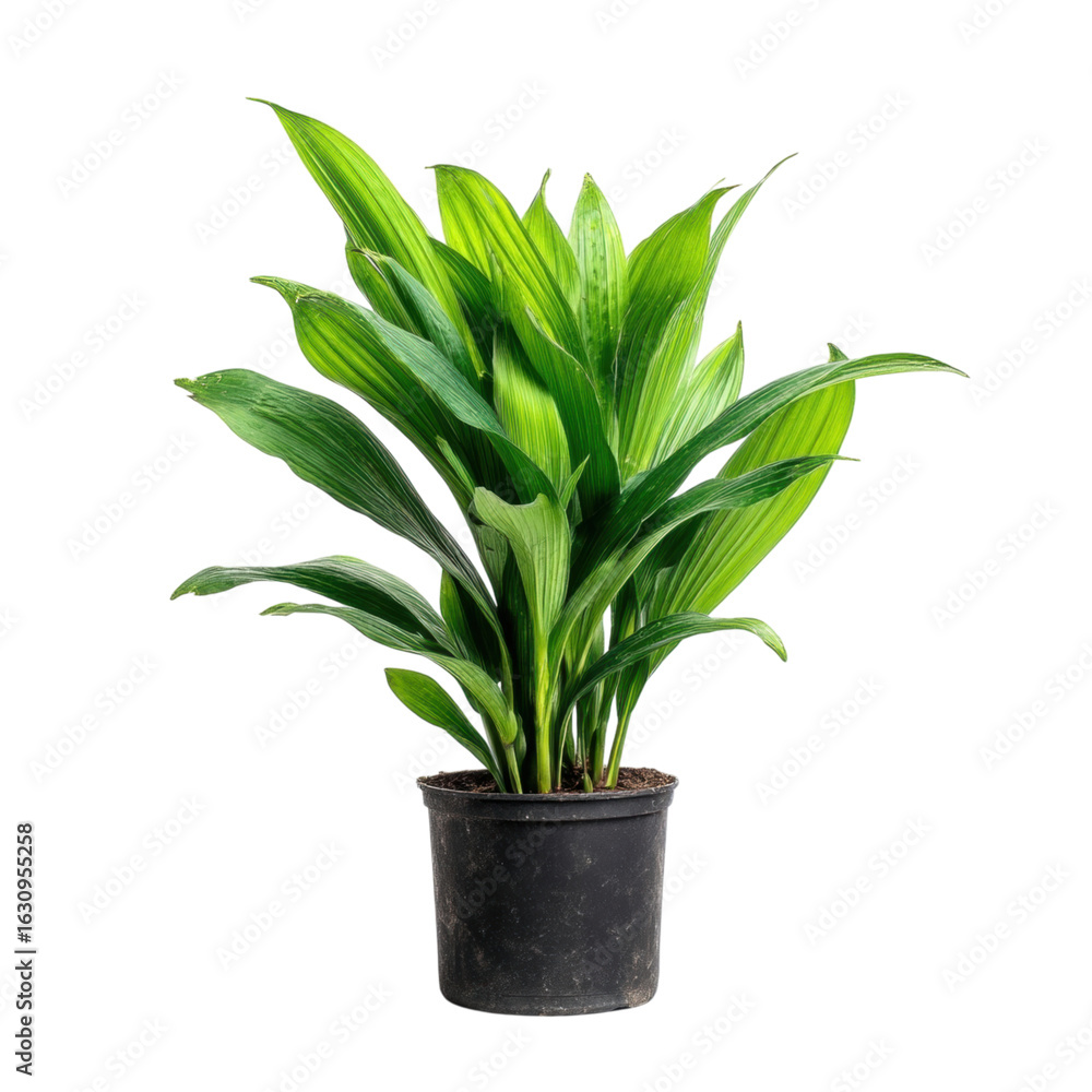 Fototapeta premium Lush Green Indoor Plant with Vibrant Leaves in Black Pot