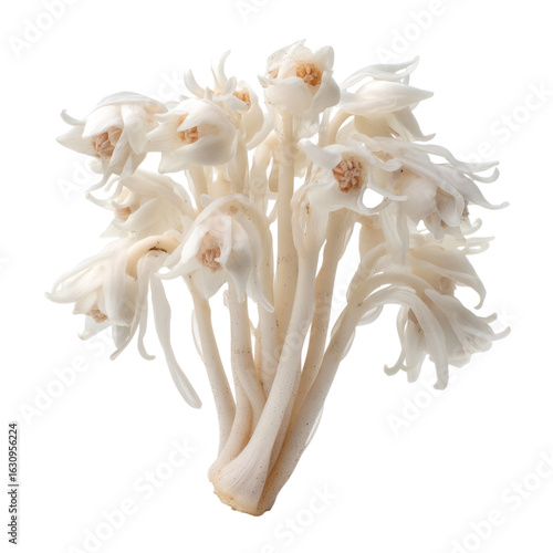 Delicate White Fungi with Unique Shape on Isolated Background