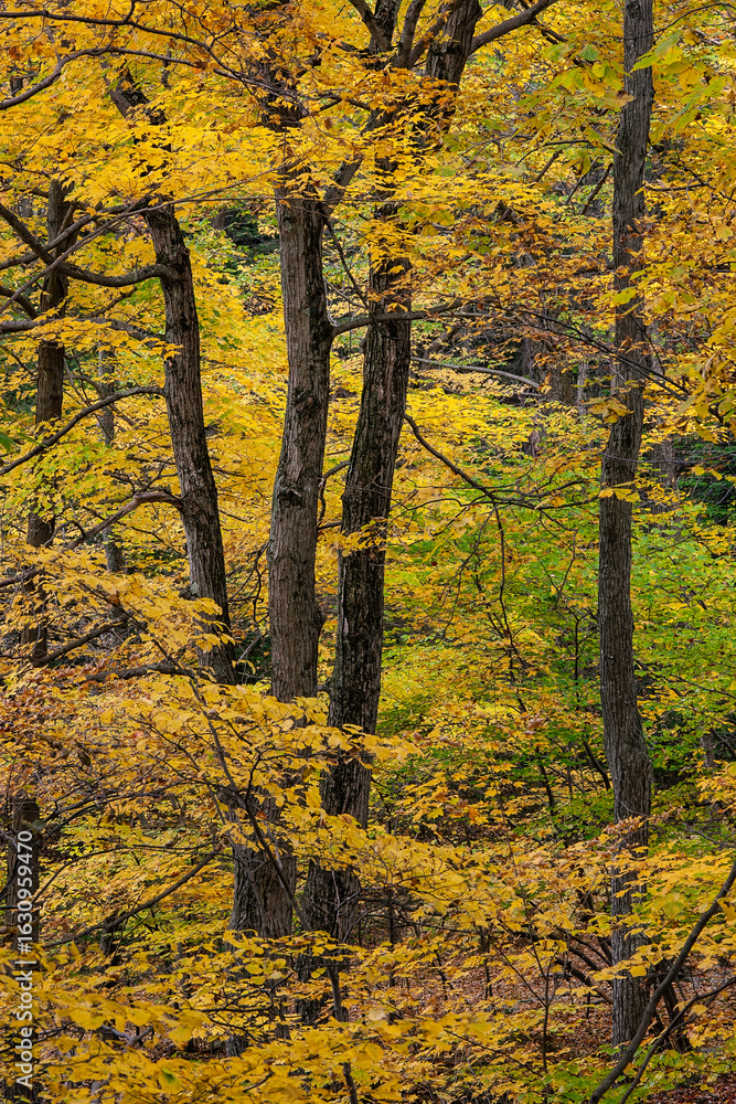Fototapeta premium The trunks of maple trees surrounded by yellow autumn foliage