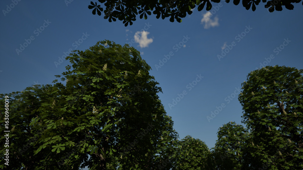 Obraz premium 自然の風景 静かな木々とやさしい空