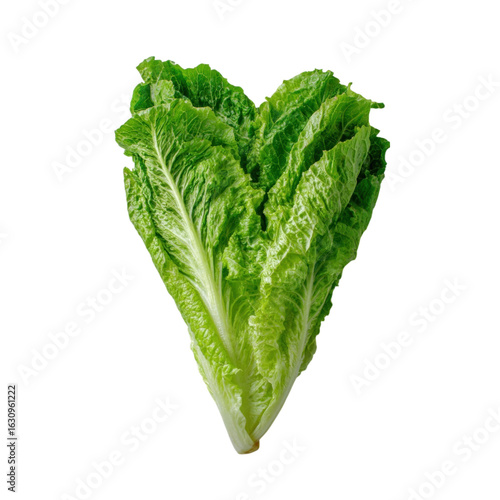 Fresh Romaine Lettuce Leaf Isolated on White Background