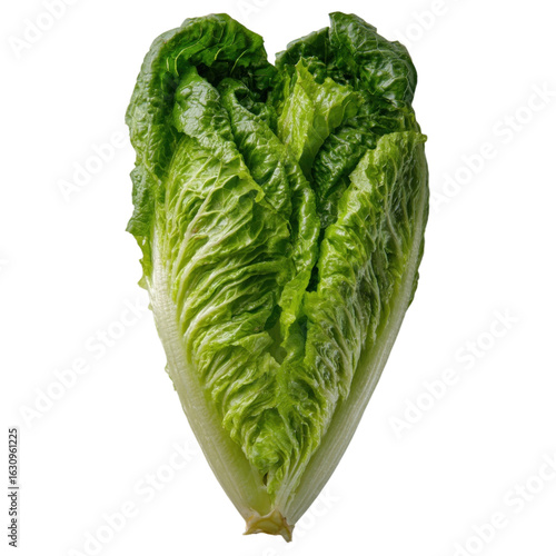 Fresh and Crisp Romaine Lettuce Isolated on White Background