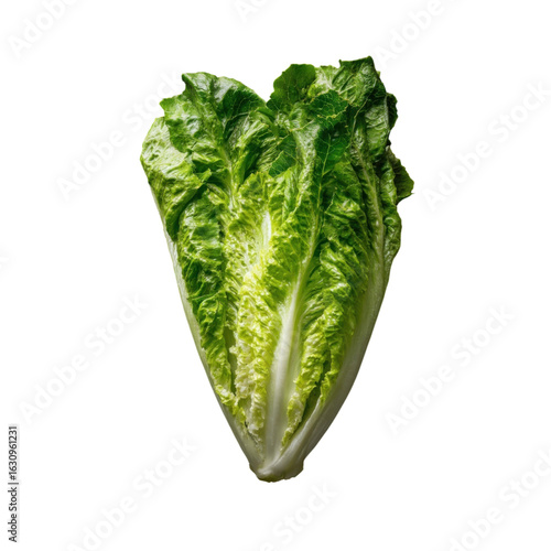 Fresh Romaine Lettuce Leaf Isolated on White Background for Cooking