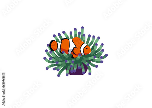 Colorful clownfish character dwelling in a sea anemone. An isolated vector illustration representing aquatic symbiosis.