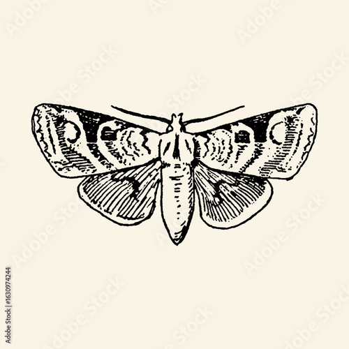 Vintage Illustration of a Detailed Moth.
