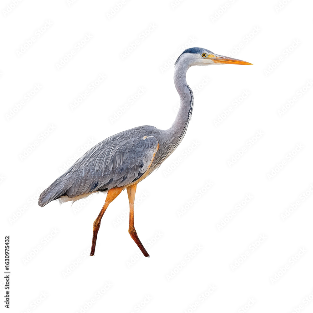 Fototapeta premium Elegant gray heron standing tall by the water's edge in nature