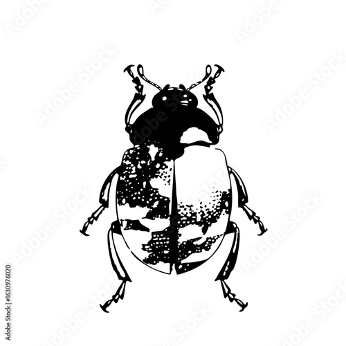 Vector Detailed black and white beetle with patterned wings.