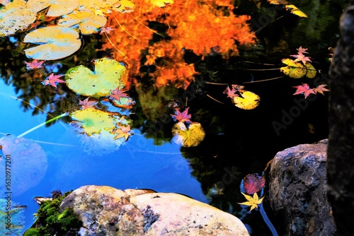 京都、紅葉、常照寺、寺院、文化財、木造建築、古代建築、日本文化、歷史名勝、古都京都の文化財、木、綠色、青空、秋、絶景、写真素材