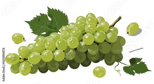 fresh green grapes juicy clusters for wine food design