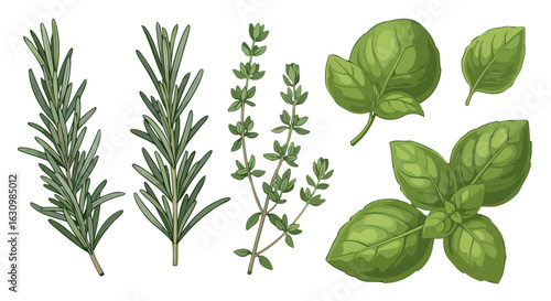 fresh rosemary thyme and basil culinary herb collection for recipes