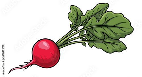 fresh radish illustration vibrant vector graphic for farmtotable branding
